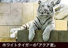 ホワイトタイガーのアクア君