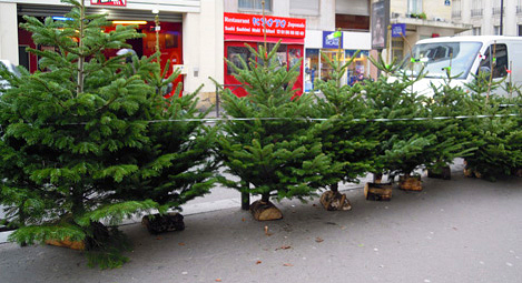 クリスマスツリーを売り出す近所のお花屋さん クリスマスツリーを売り出す近所のお花屋さん