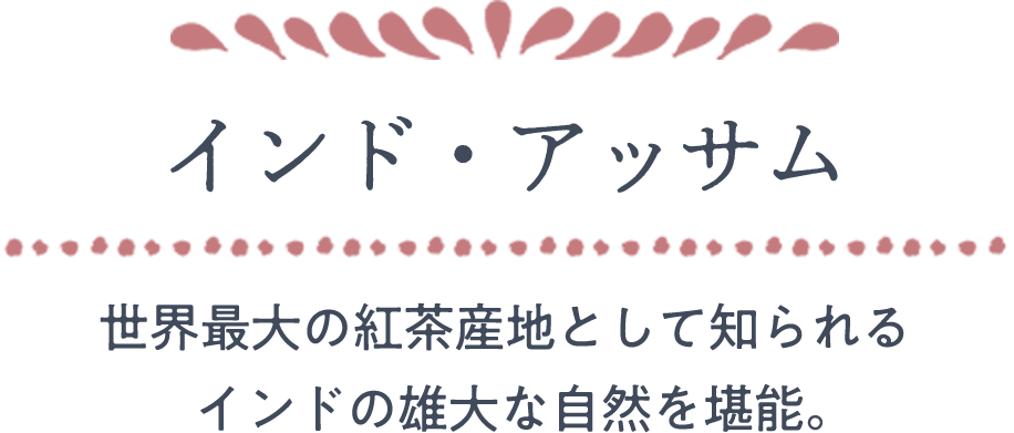 インド・アッサム｜世界最大の紅茶産地として知られるインドの雄大な自然を堪能。