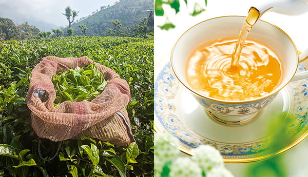 ルピシア グラン・マルシェ 2026｜LUPICIA ONLINE STORE - 世界のお茶