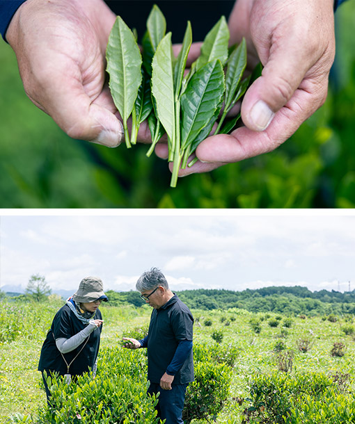 「北限のお茶に挑む。」プロジェクト