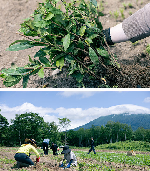 「新雪谷茶園」の現在について
