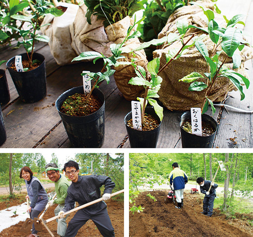 「北限のお茶」プロジェクト始動