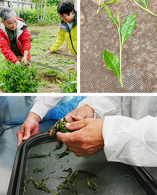 5年の歳月を経て待望のお茶が完成