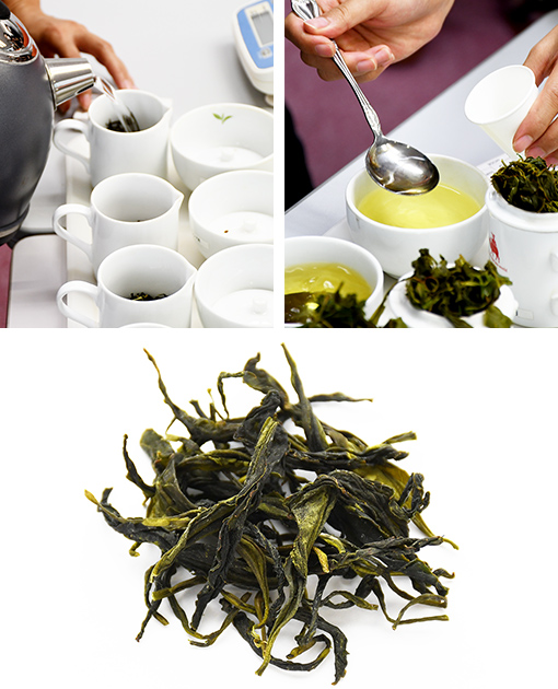 「北限のお茶」を味わう