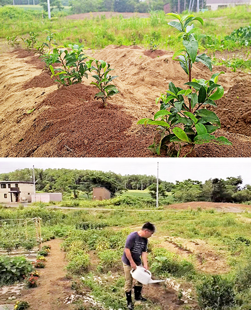 「北限のお茶」の挑戦は続く