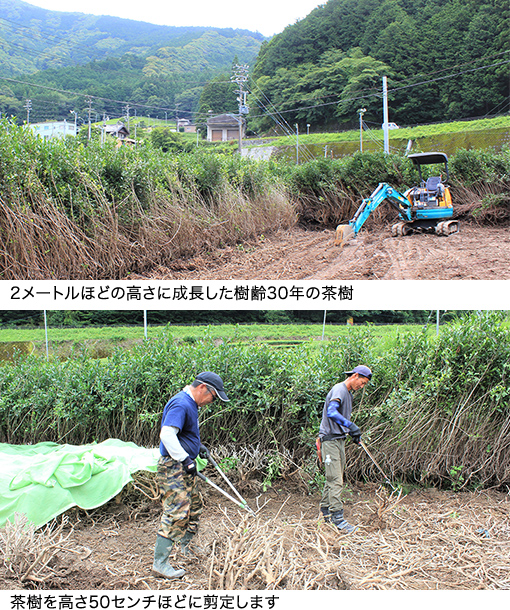 2メートルほどの高さに成長した樹齢30年の茶樹