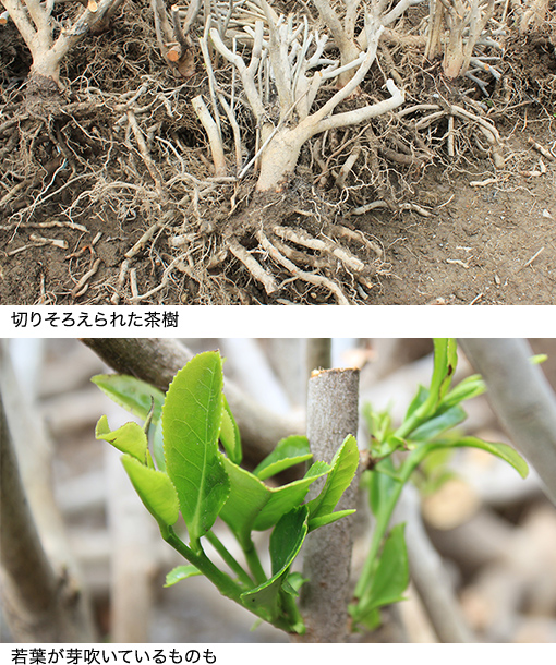 切りそろえられた茶樹。若葉が芽吹いているものも