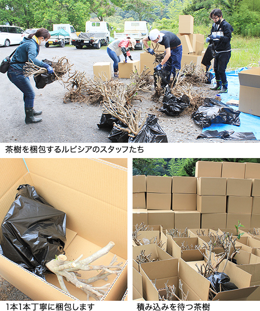 茶樹を梱包するルピシアのスタッフたち