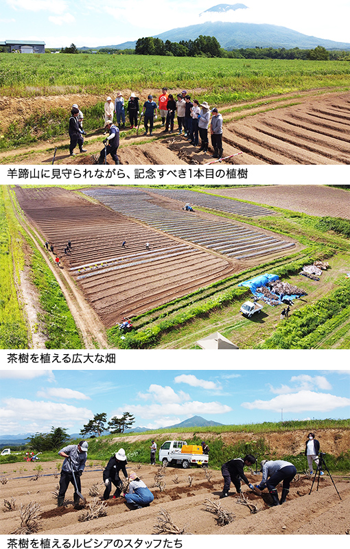 羊蹄山に見守られながら植樹