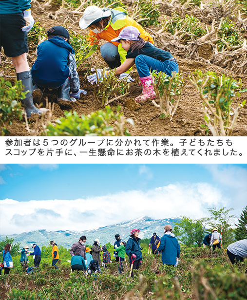 「北限のお茶」プロジェクト始動