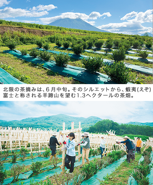 北限の茶摘みは、６月中旬。そのシルエットから、蝦夷富士と称される羊蹄山を望む1.3ヘクタールの茶畑。