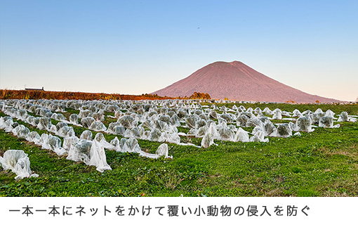 北限の茶摘みは、６月中旬。そのシルエットから、蝦夷富士と称される羊蹄山を望む1.3ヘクタールの茶畑。