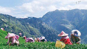 春摘み烏龍茶産地