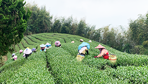 夏摘み烏龍茶産地