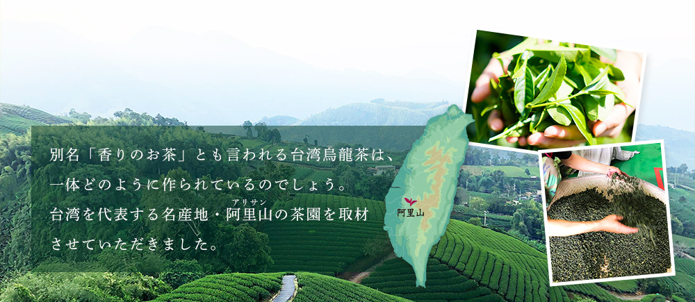 台湾の烏龍茶ができるまで
