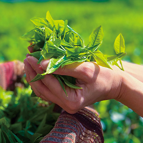 ニルギリの茶園へ。新たな未来を体感！｜特集｜LUPICIA Tea Magazine