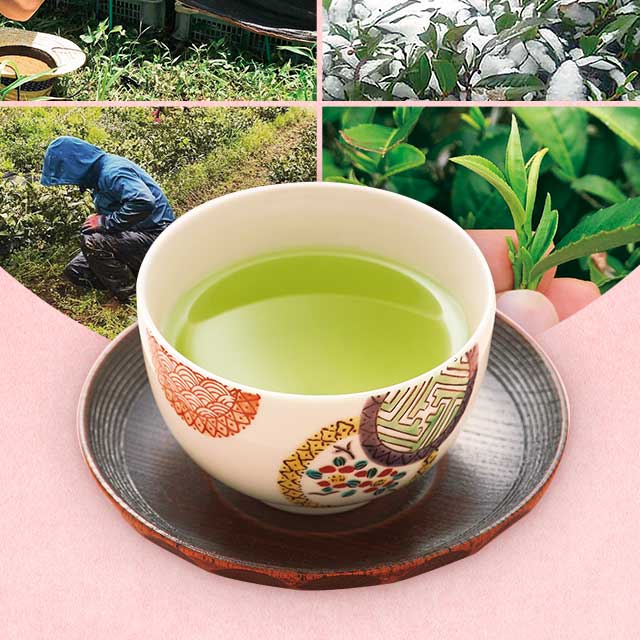 茶畑 お茶の荒畑園 お茶 緑茶 水出し緑茶 ティーバッグ お茶パック