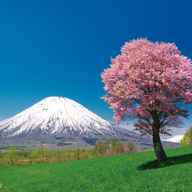 特集「桜、ブロッサム。」｜特集｜LUPICIA Tea Magazine｜世界のお茶