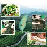台湾烏龍茶ができるまで