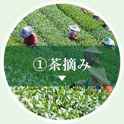 茶摘み
