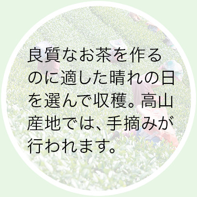 茶摘み