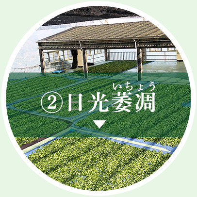 日光萎凋