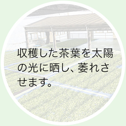 日光萎凋