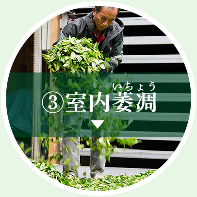 室内萎凋