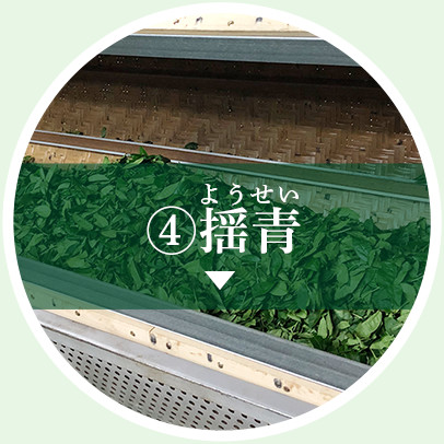 揺青(ようせい)