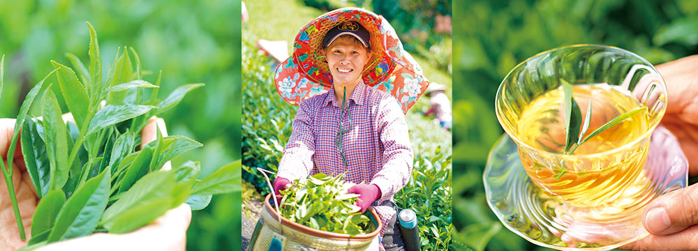 台湾烏龍茶の旬